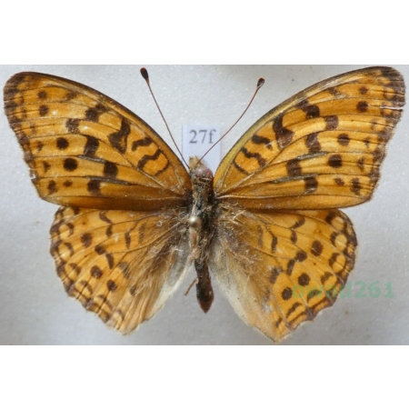 Argynnis nerippe coreana (Butler, 1882) Russia27f